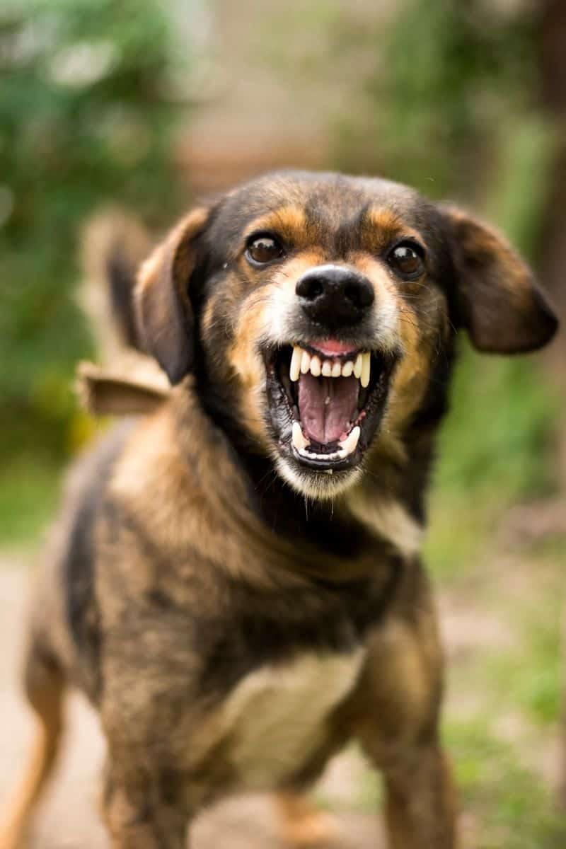 Dog Bite - Personal Injury Lawyer - Covina, Hemet, California